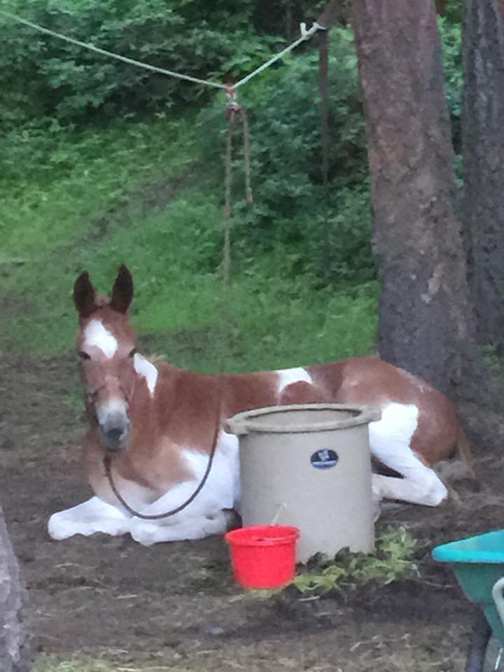 Carla Lange shared this pic of her mule on a high line