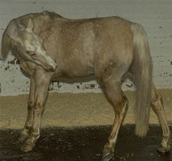 Horse-with-colic