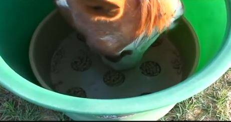 feeding pellets