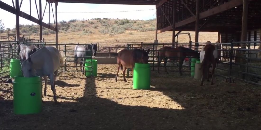 Herd Feeding