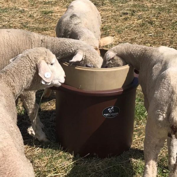 Sheep and goat feeder