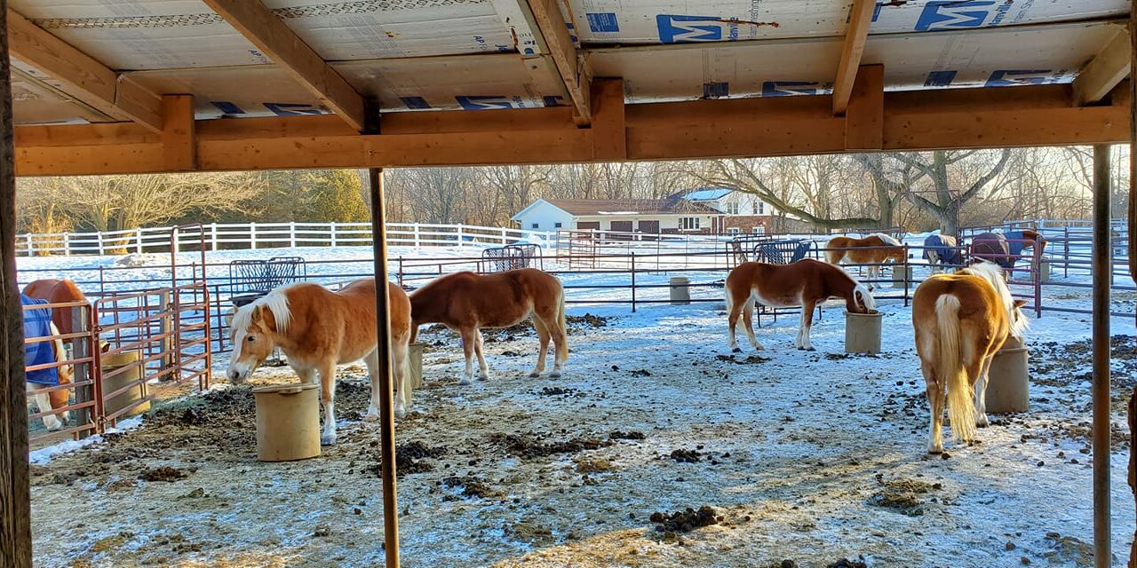 Herd Feeding